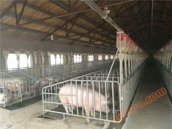 Linia automatyczna do podawania świń