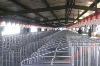 Linea di allevamento dei maiali