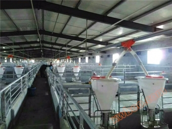 Attrezzature per l'alimentazione automatica dei maiali