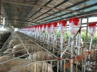 Produttore di linee di allevamento di maiali